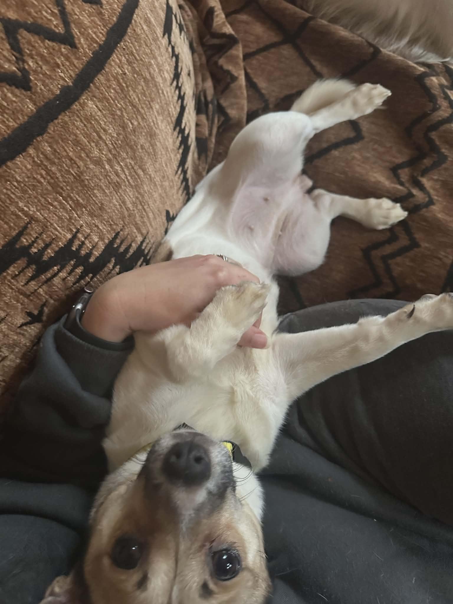 Enlarge Chili, a ADOPTABLE mixed breed in Hilham, TN image 5/6