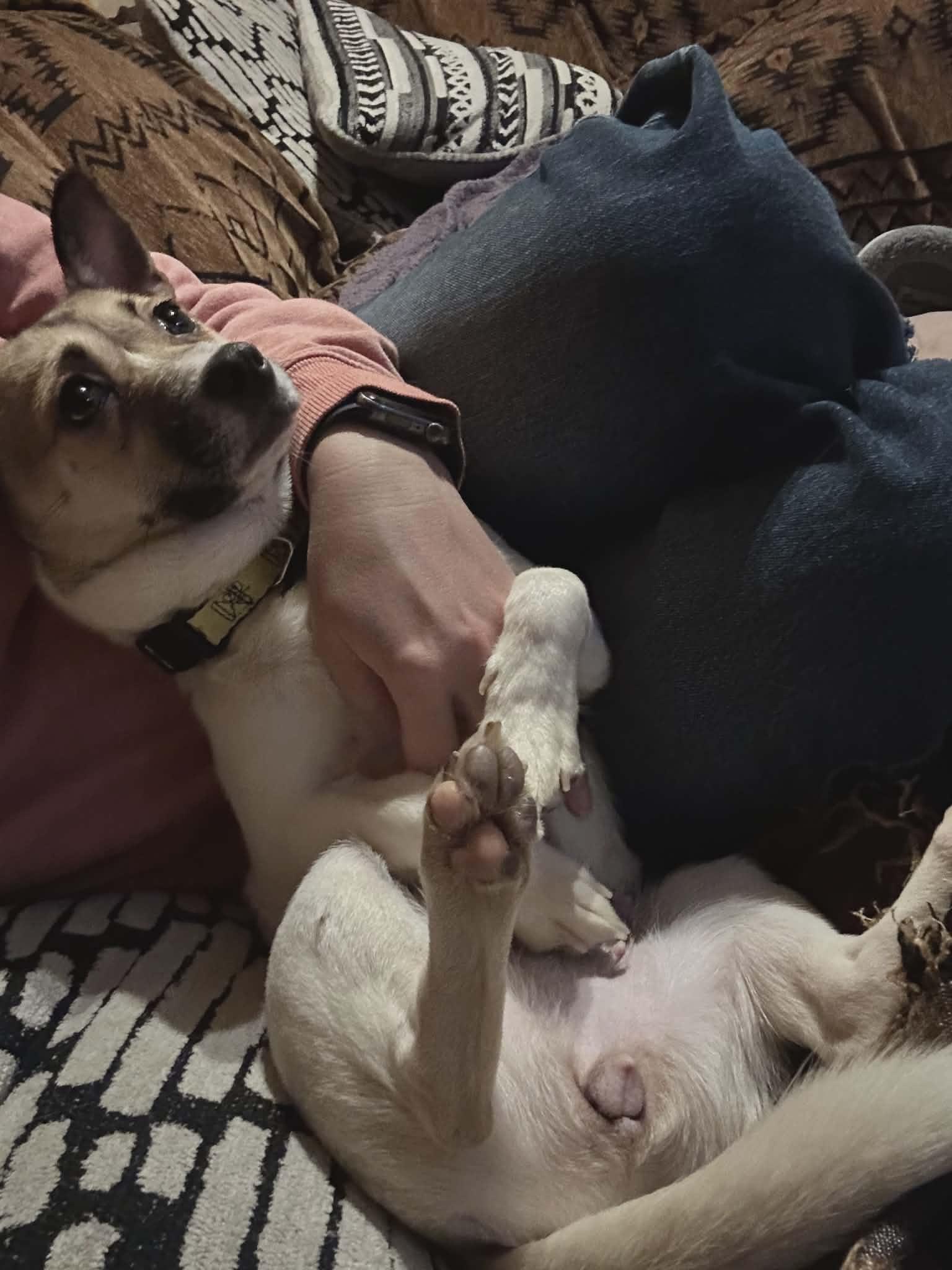 Enlarge Chili, a ADOPTABLE mixed breed in Hilham, TN image 4/6