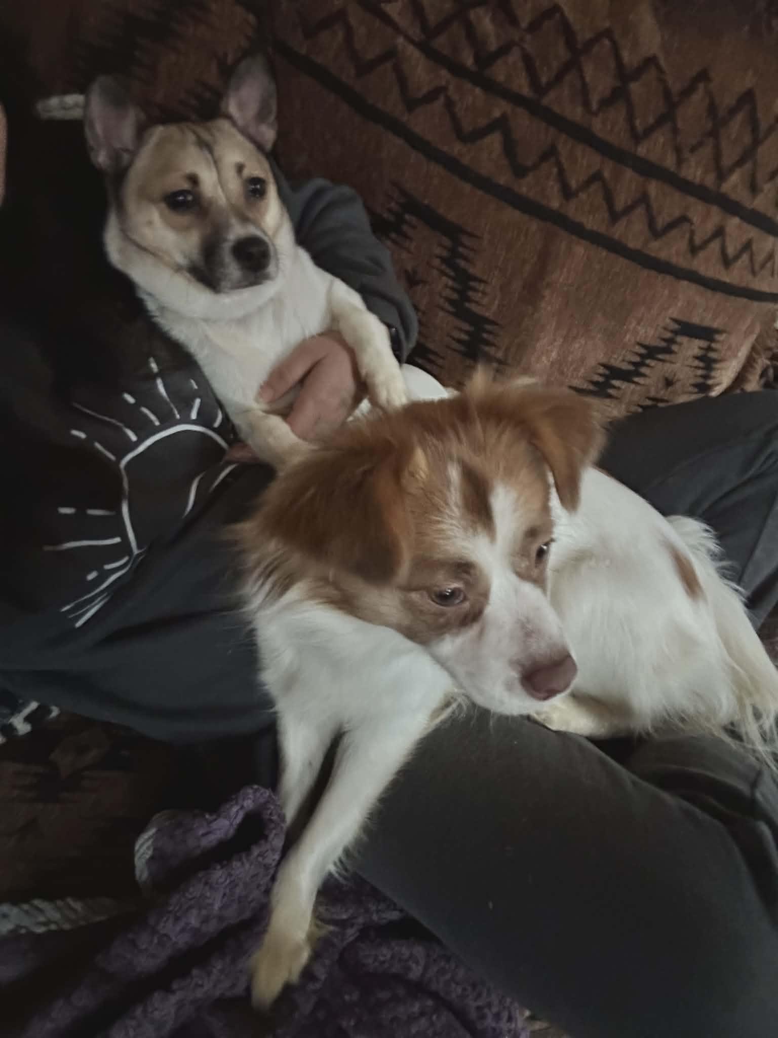 Enlarge Chili, a ADOPTABLE mixed breed in Hilham, TN image 6/6