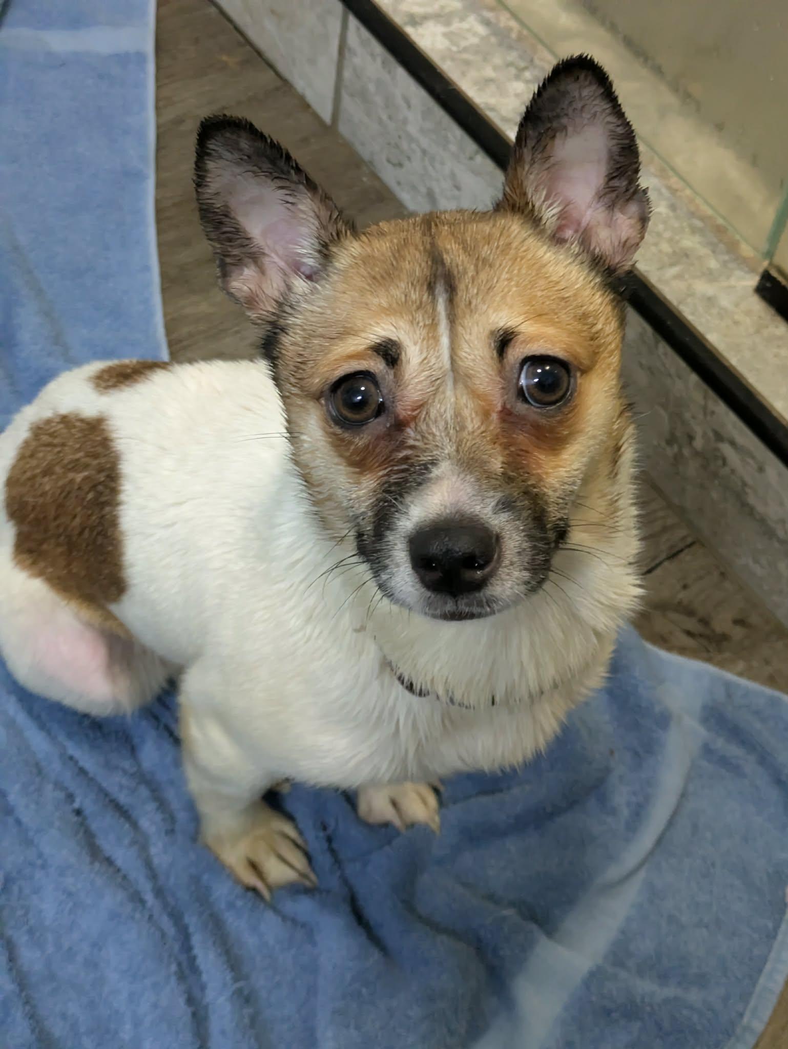 Chili, ADOPTABLE, Young Female Jack Russell Terrier.