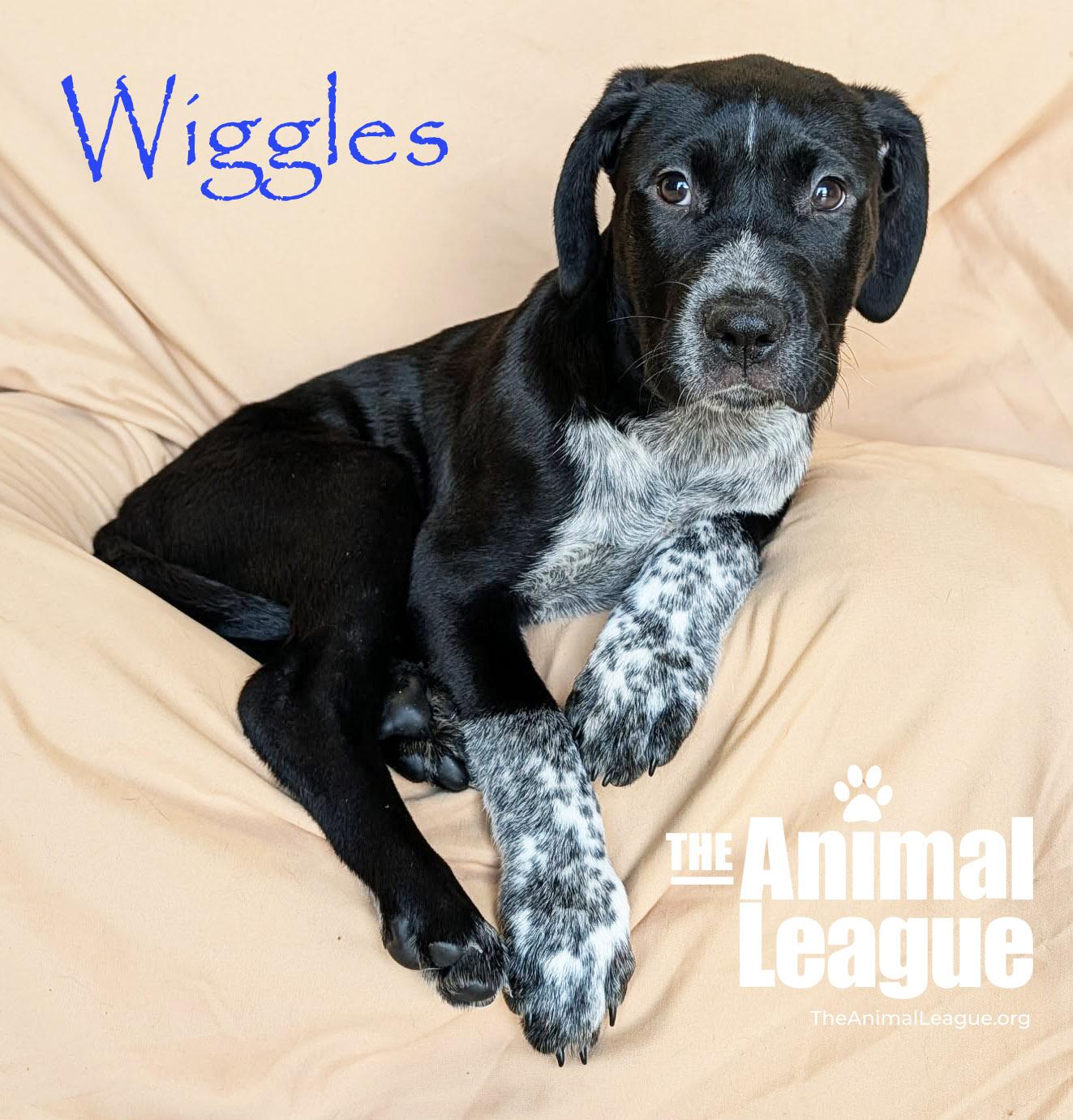 Enlarge Wiggles, an adopted mixed breed in Groveland, FL image 3/4