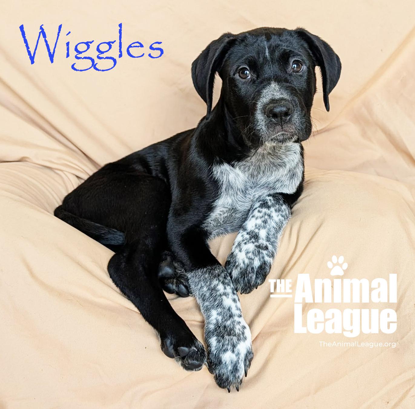 Enlarge Wiggles, an adopted mixed breed in Groveland, FL image 2/4