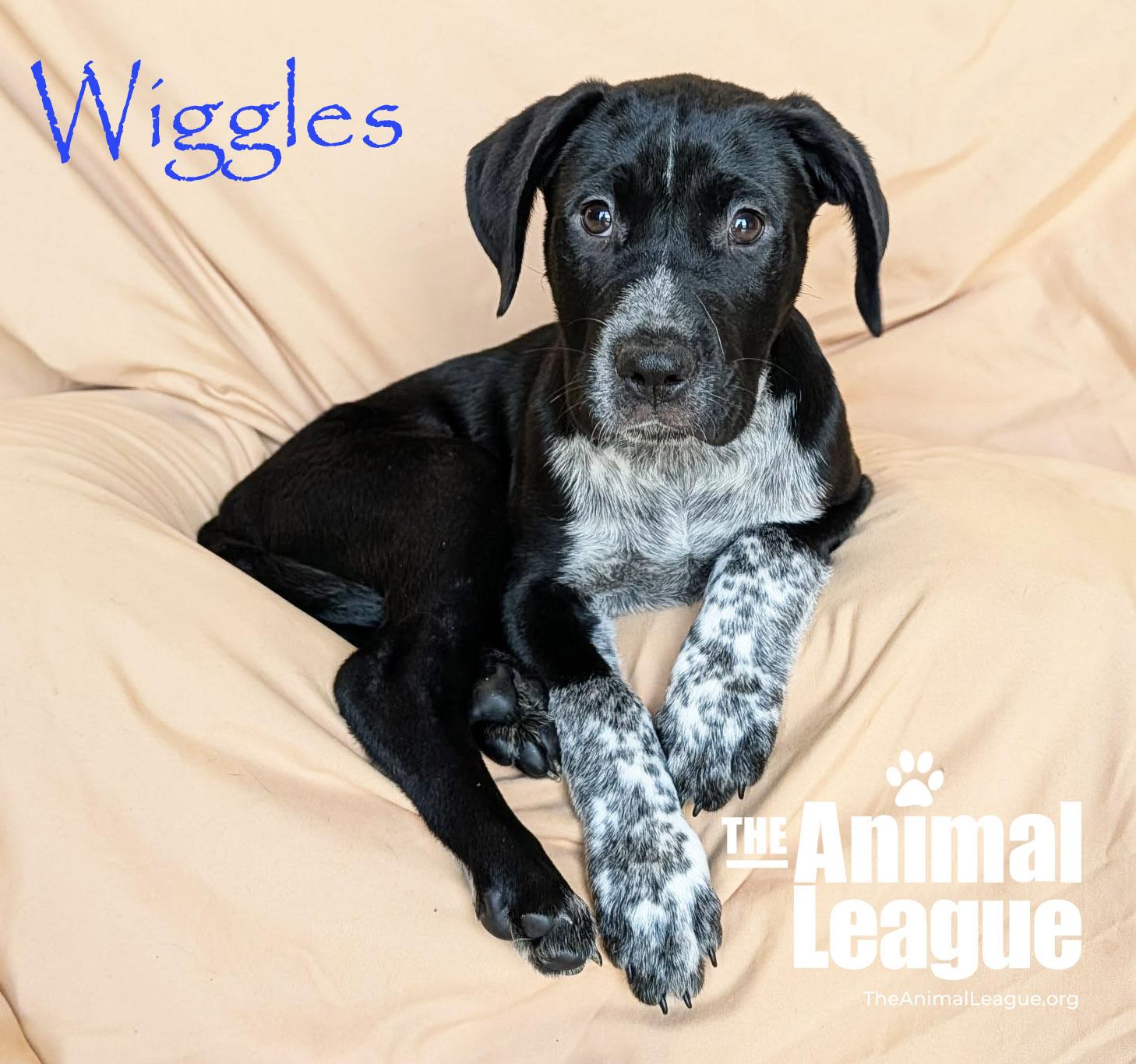 Enlarge Wiggles, an adopted mixed breed in Groveland, FL image 4/4
