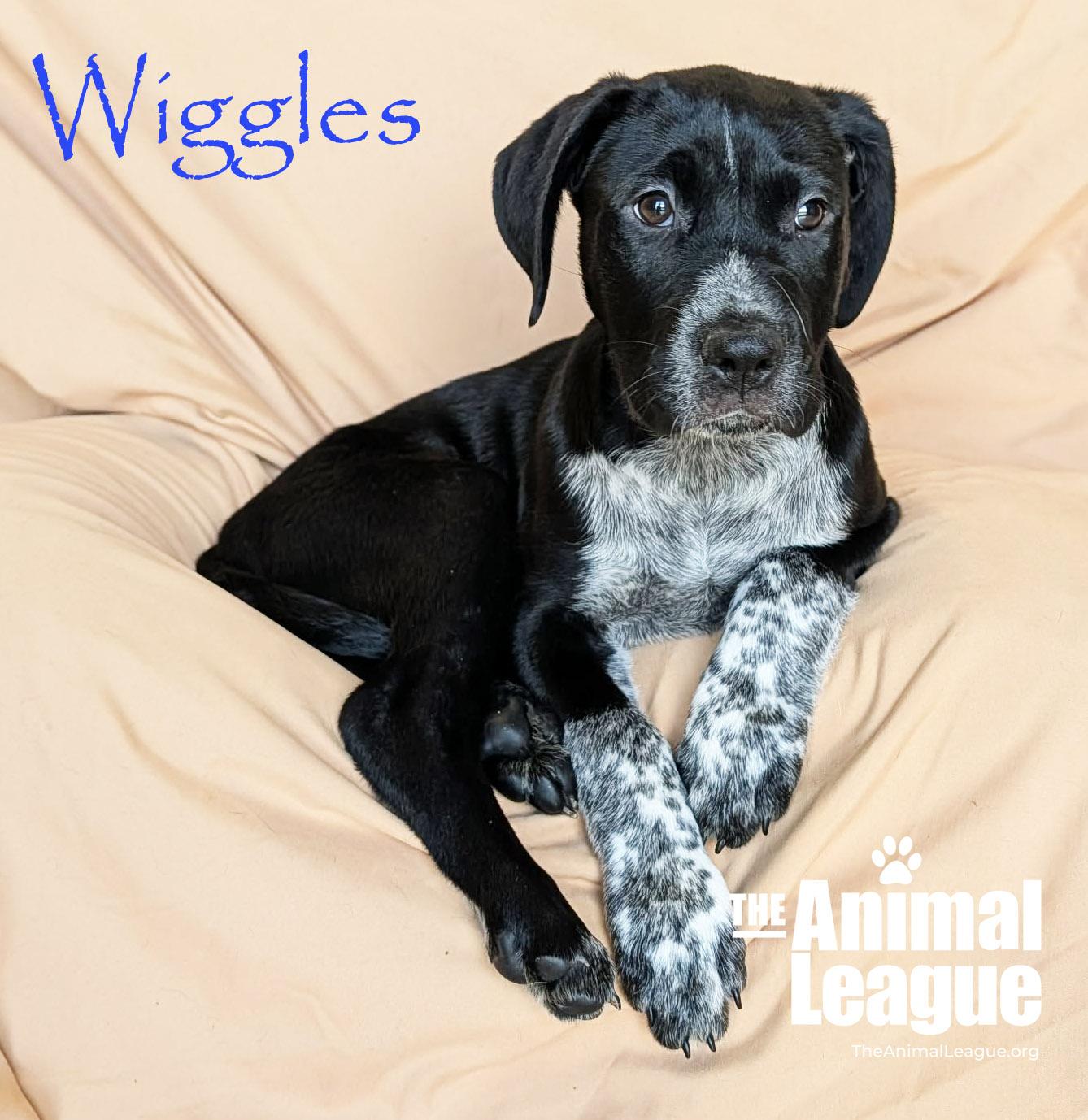 Wiggles, adopted, Puppy Male Australian Cattle Dog / Blue Heeler & Labrador Retriever.