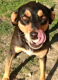 Enlarge Callan, a Adoptable mixed breed in Frankston, TX image 1/12