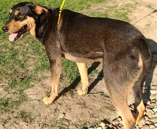 Enlarge Callan, a Adoptable mixed breed in Frankston, TX image 2/12