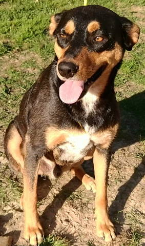 Enlarge Callan, a Adoptable mixed breed in Frankston, TX image 4/12