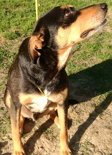 Enlarge Callan, a Adoptable mixed breed in Frankston, TX image 5/12