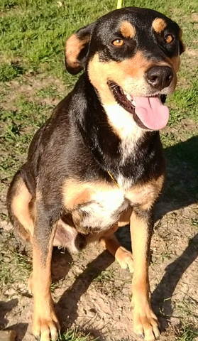 Enlarge Callan, a Adoptable mixed breed in Frankston, TX image 6/12