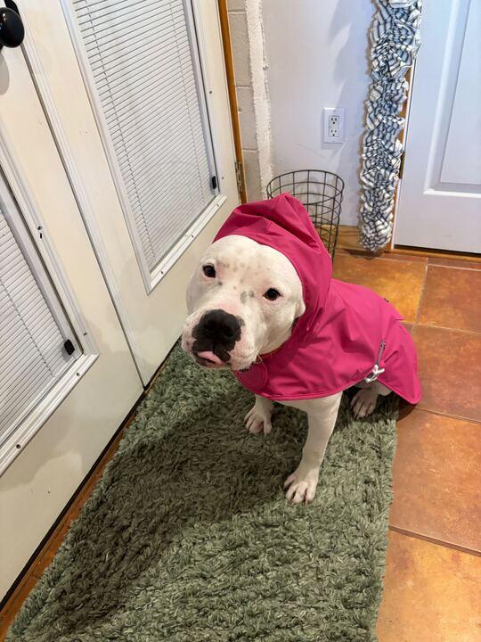 Enlarge Kitty, a Adoptable Pit Bull Terrier in Maidens, VA image 5/5