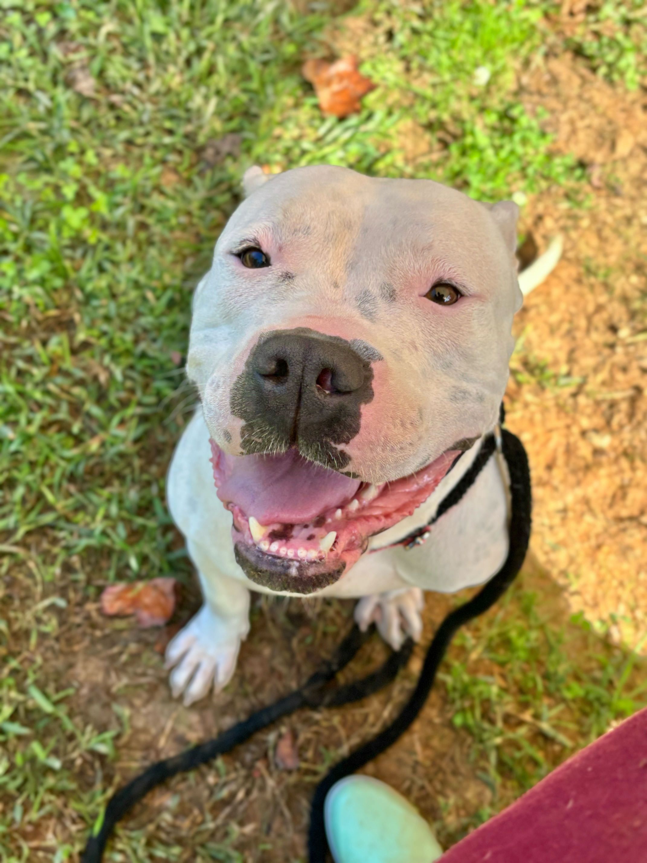 Enlarge Kitty, a Adoptable Pit Bull Terrier in Maidens, VA image 2/5