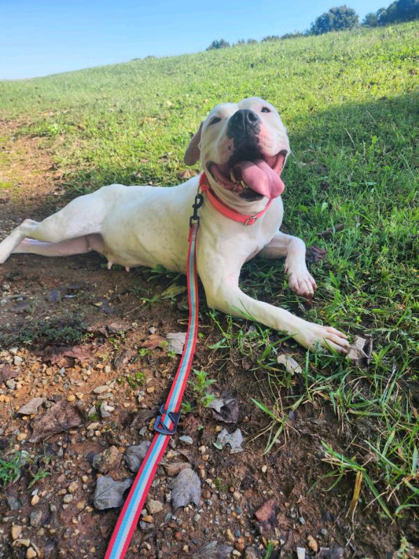 Enlarge Kitty, a Adoptable Pit Bull Terrier in Maidens, VA image 3/5
