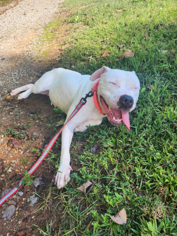 Enlarge Kitty, a Adoptable Pit Bull Terrier in Maidens, VA image 4/5