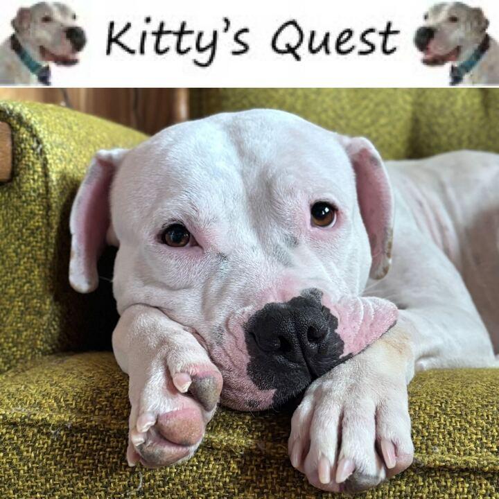 Enlarge Kitty, a Adoptable Pit Bull Terrier in Maidens, VA image 1/5