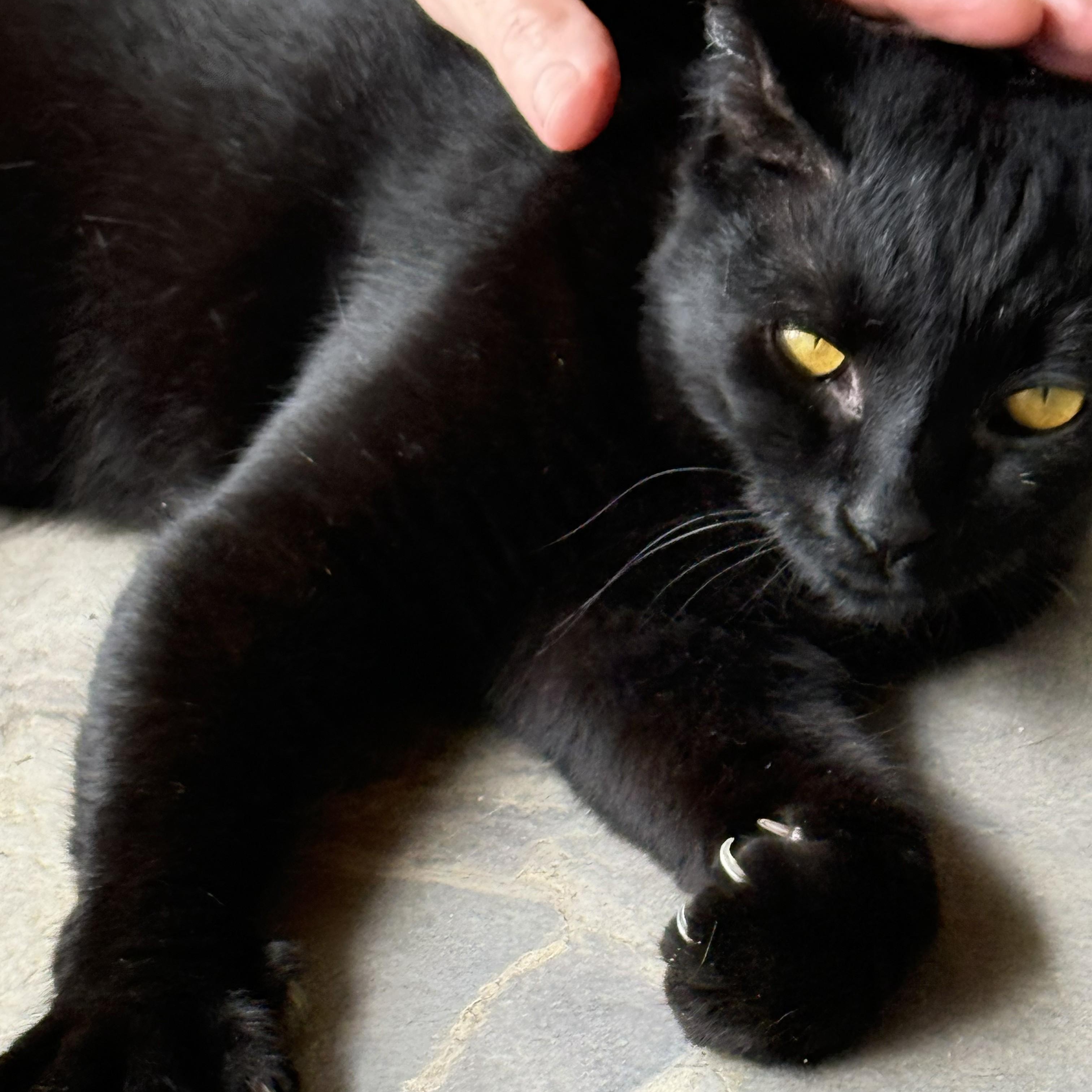 Enlarge Lucinda, a Adoptable Domestic Short Hair in Renton , WA image 1/6