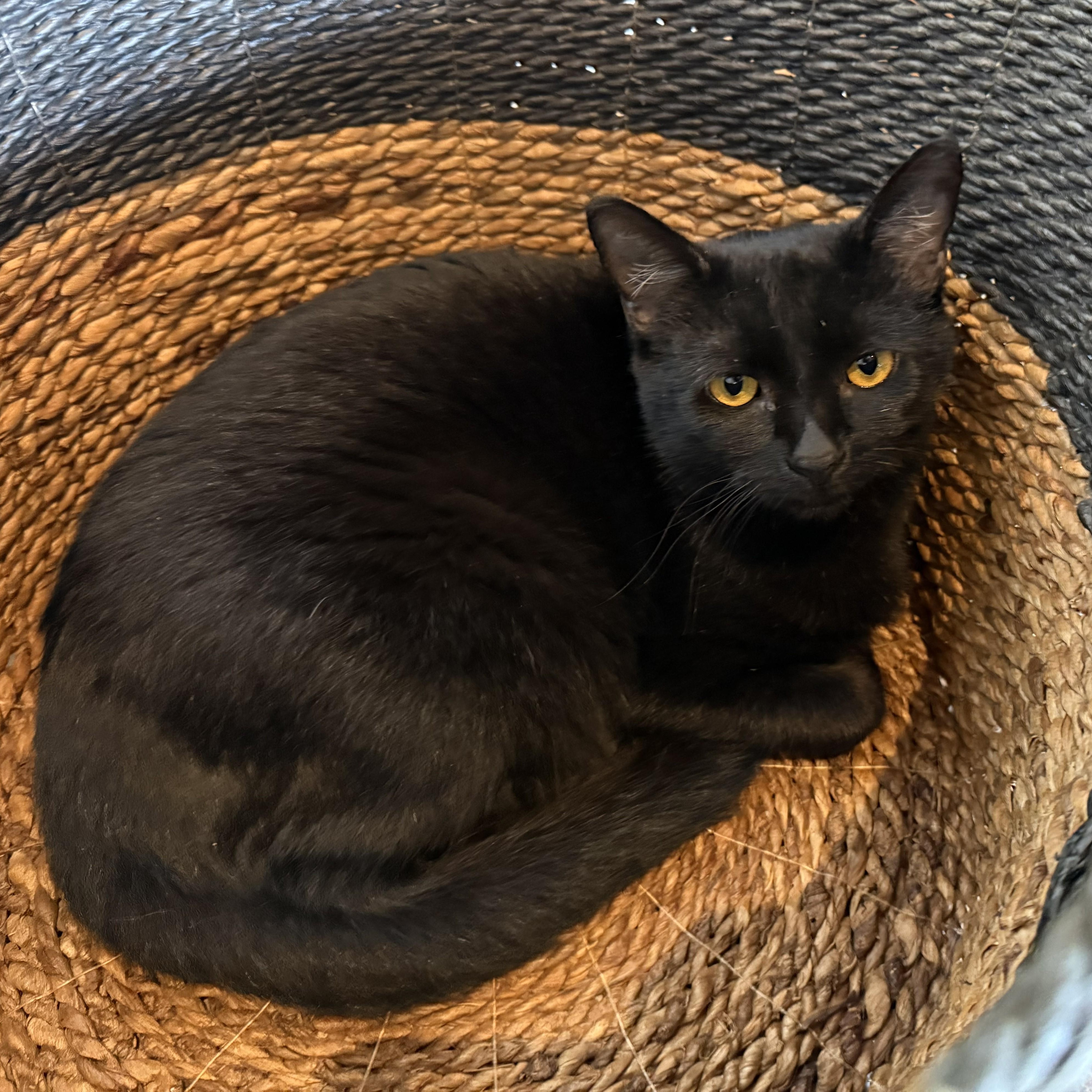 Enlarge Lucinda, a Adoptable Domestic Short Hair in Renton , WA image 4/6