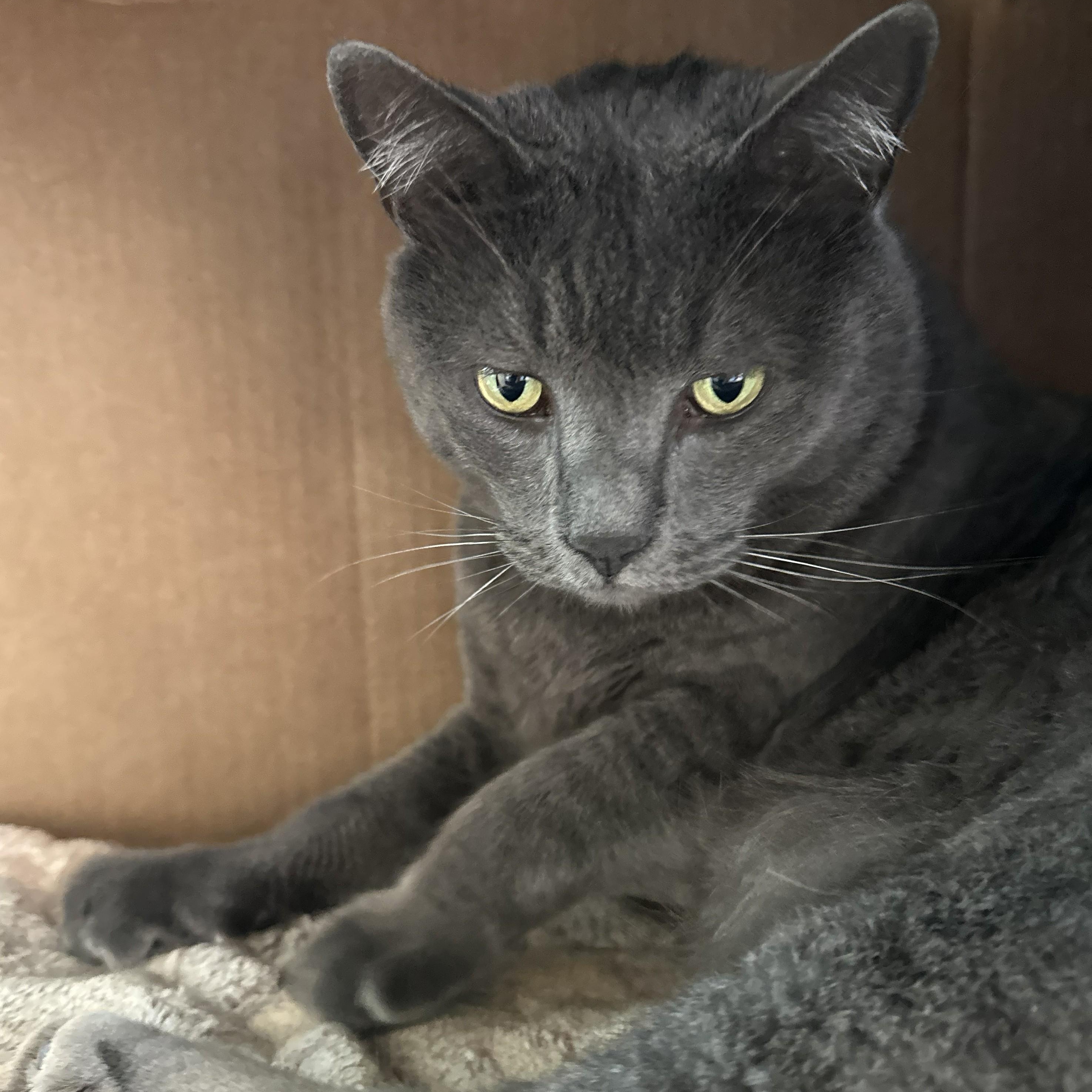 Enlarge Lucinda, a Adoptable Domestic Short Hair in Renton , WA image 6/6