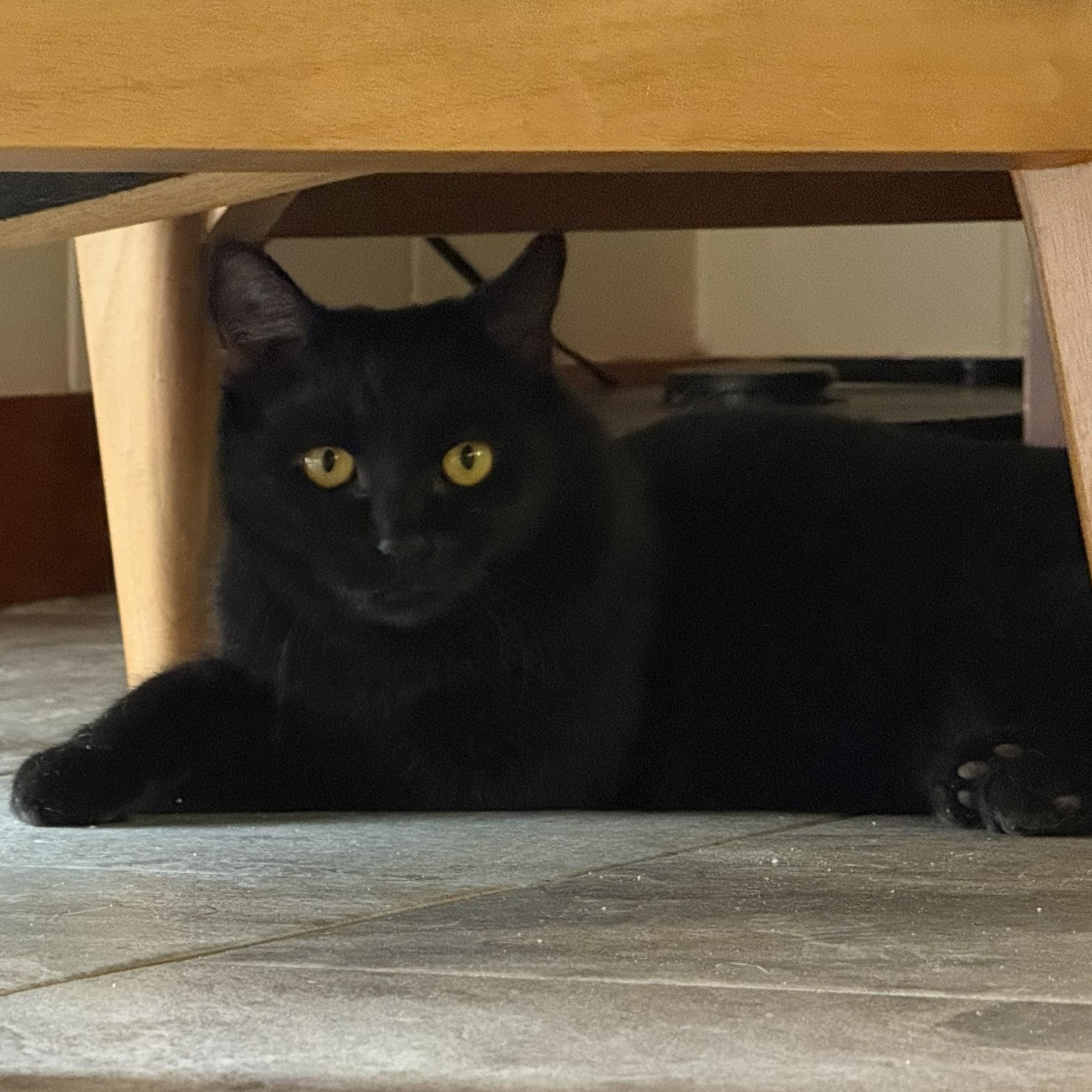 Enlarge Lucinda, a Adoptable Domestic Short Hair in Renton , WA image 5/6