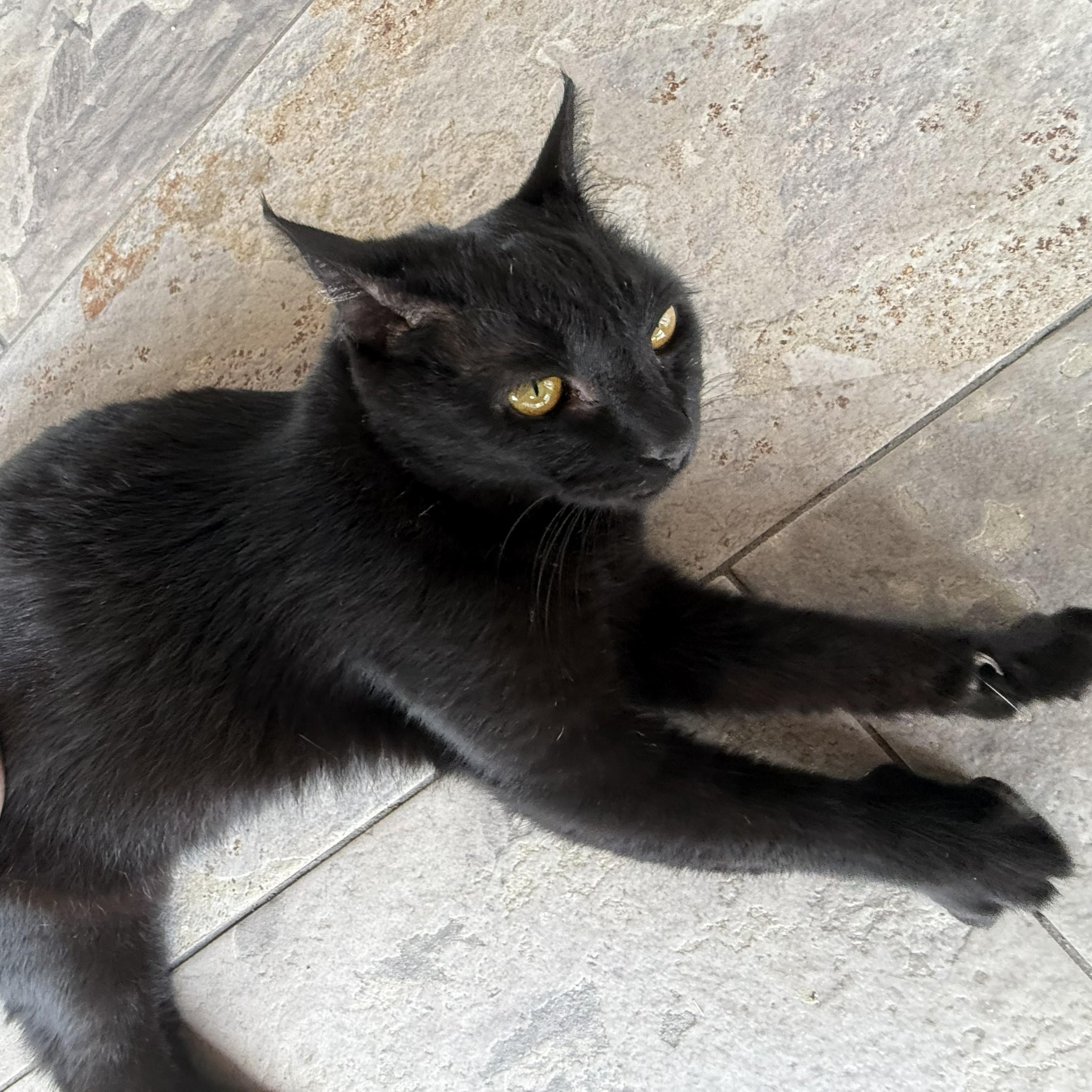 Enlarge Lucinda, a Adoptable Domestic Short Hair in Renton , WA image 3/6