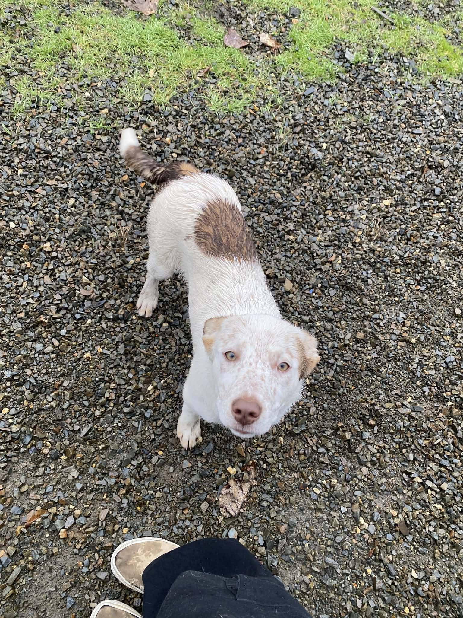 Enlarge Maisy, a ADOPTABLE mixed breed in St. Maries, ID image 5/6