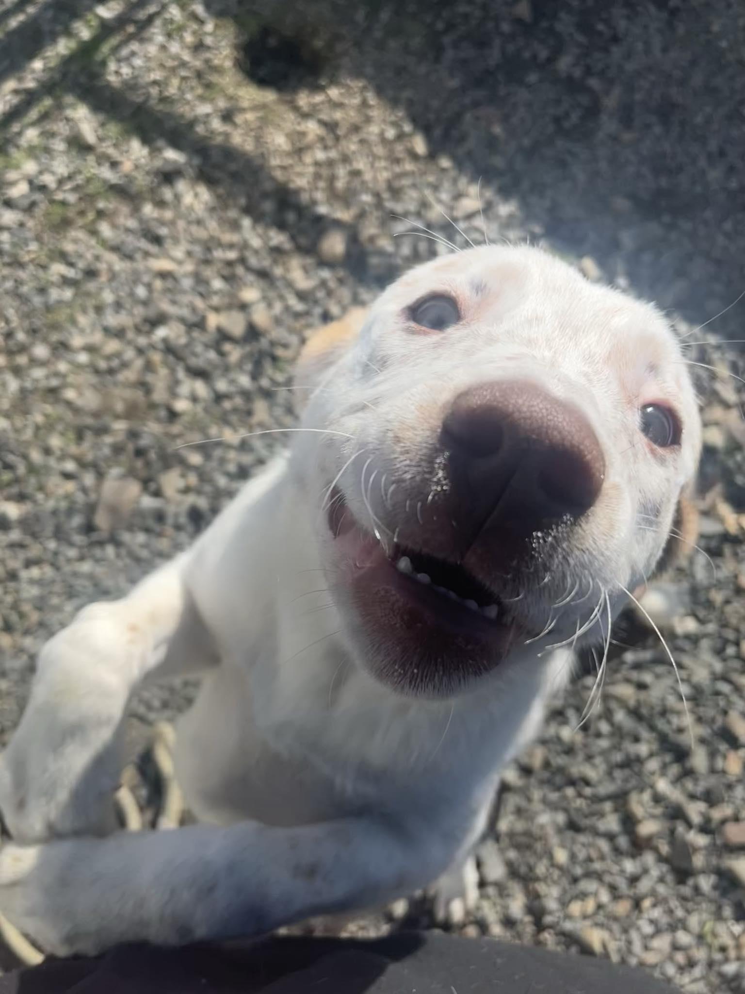 Enlarge Maisy, a ADOPTABLE mixed breed in St. Maries, ID image 3/6