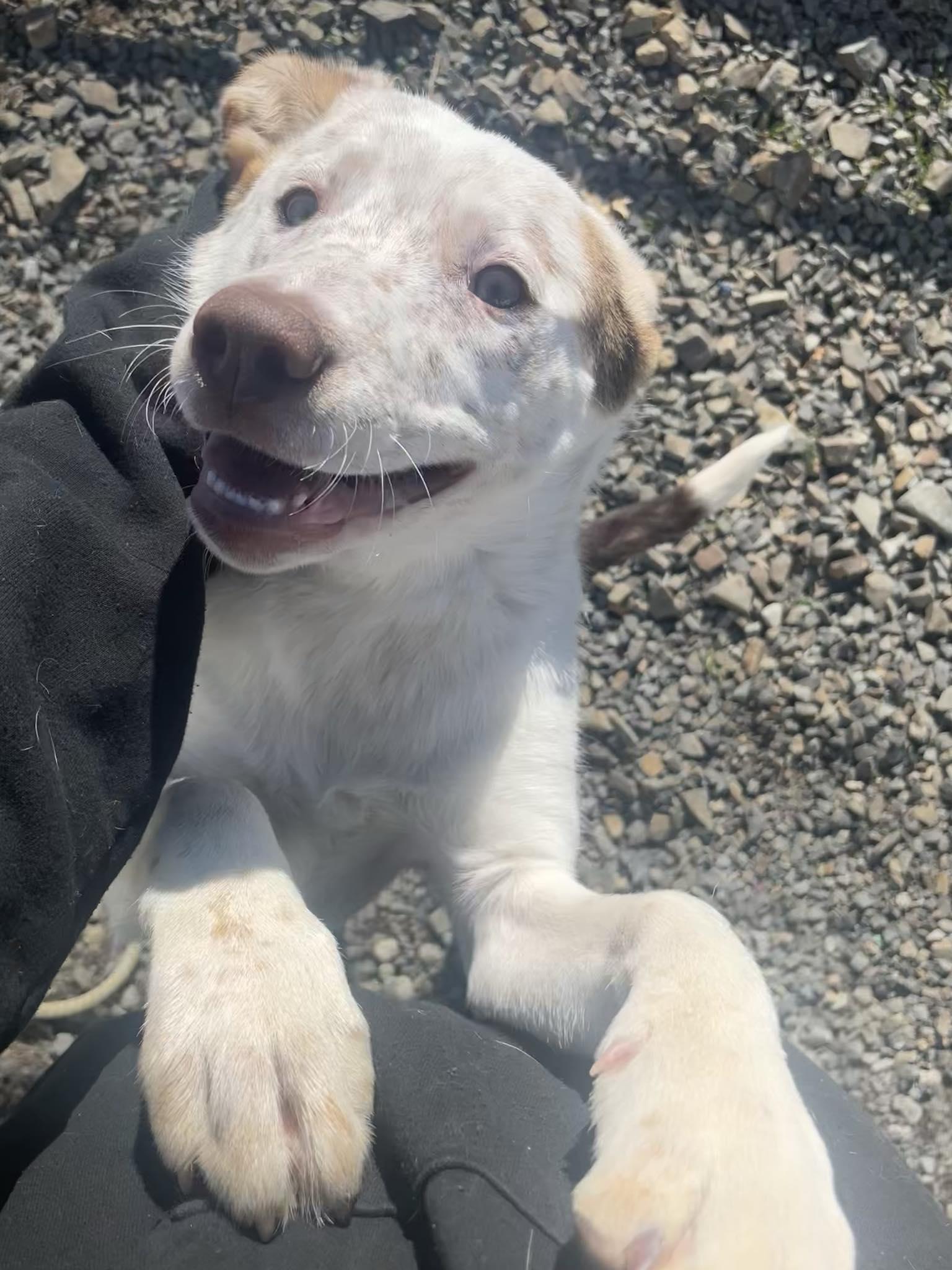 Enlarge Maisy, a ADOPTABLE mixed breed in St. Maries, ID image 1/6