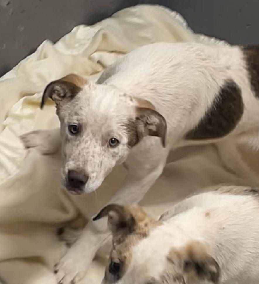 Enlarge Maisy, a ADOPTABLE mixed breed in St. Maries, ID image 2/6