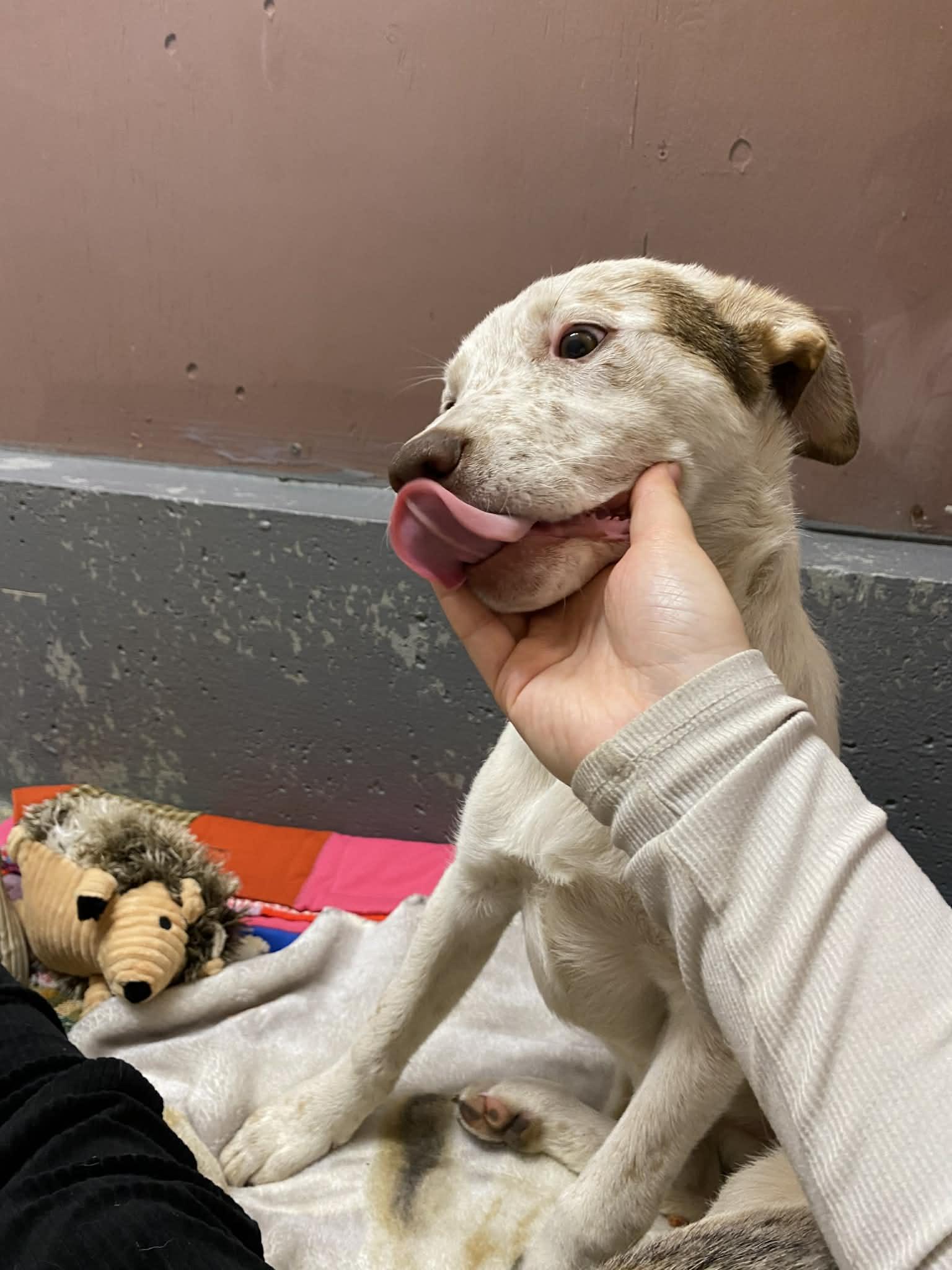 Enlarge Maisy, a ADOPTABLE mixed breed in St. Maries, ID image 4/6