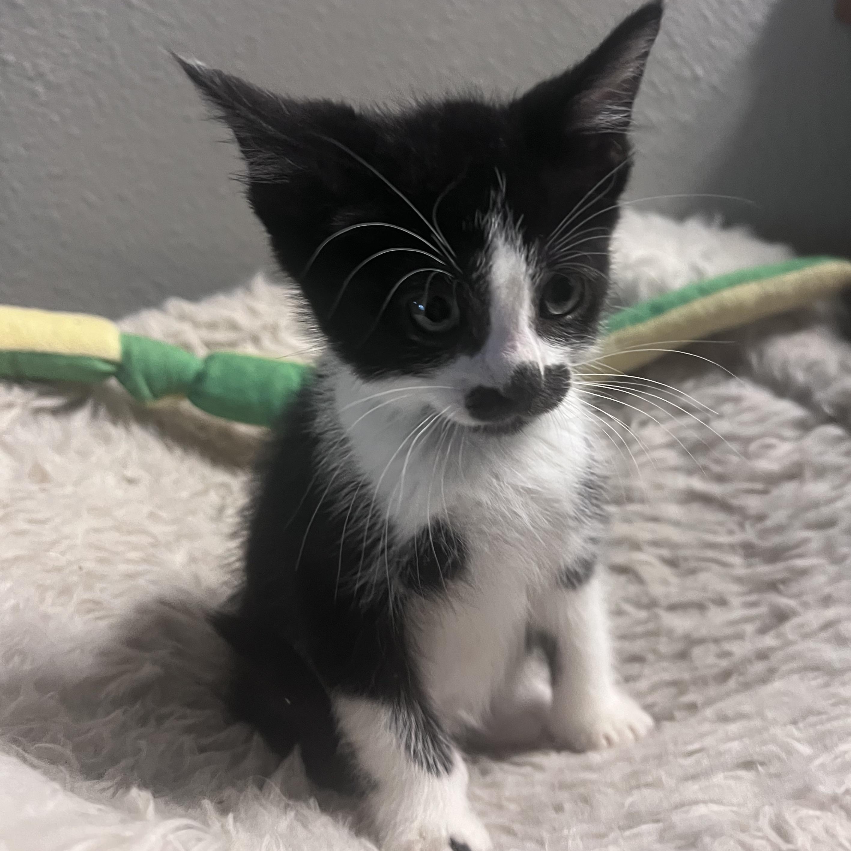 Enlarge Harold, an adopted Domestic Short Hair in Pasco, WA image 4/5