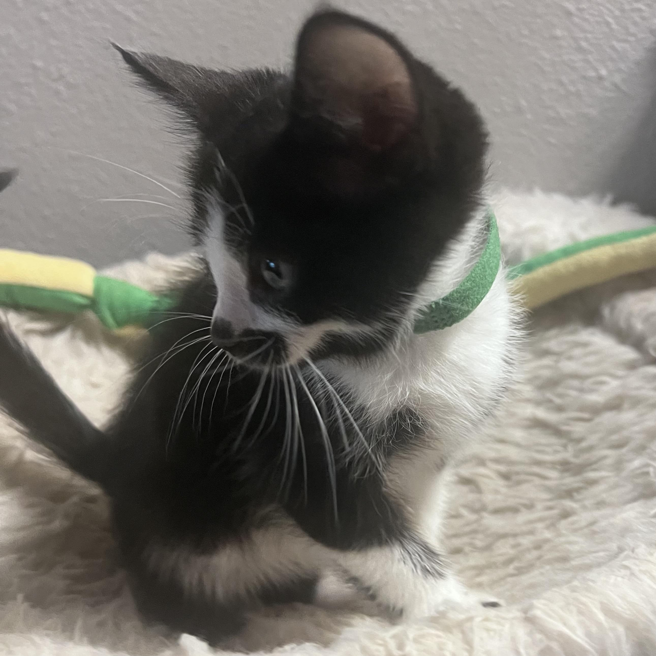 Enlarge Harold, an adopted Domestic Short Hair in Pasco, WA image 2/5