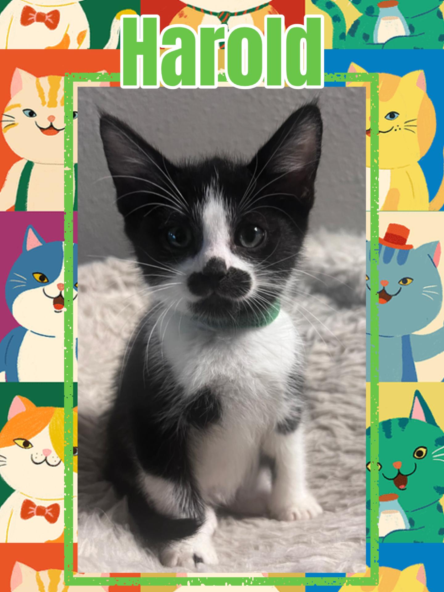 Harold, adopted, Kitten Male Domestic Short Hair.