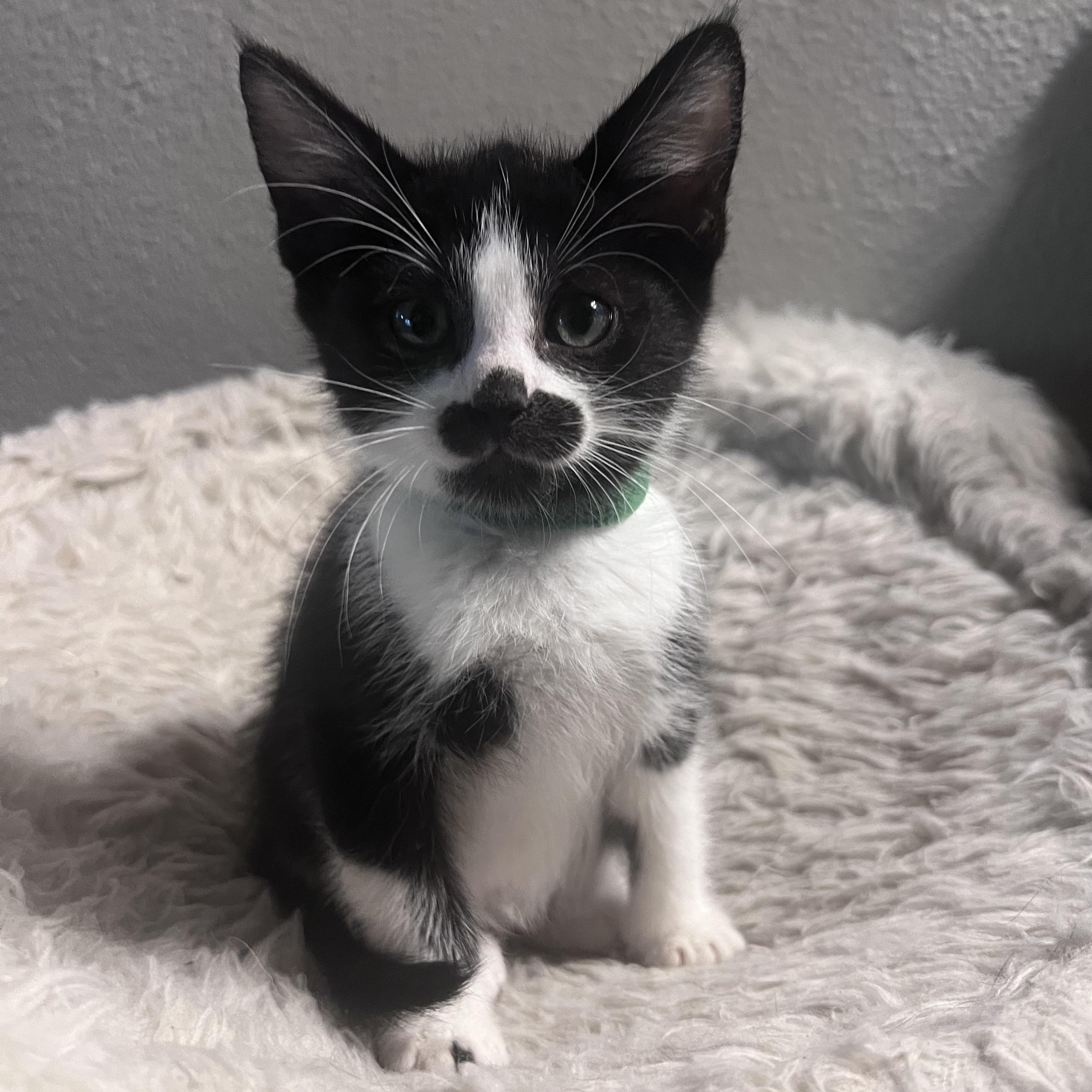 Enlarge Harold, an adopted Domestic Short Hair in Pasco, WA image 5/5