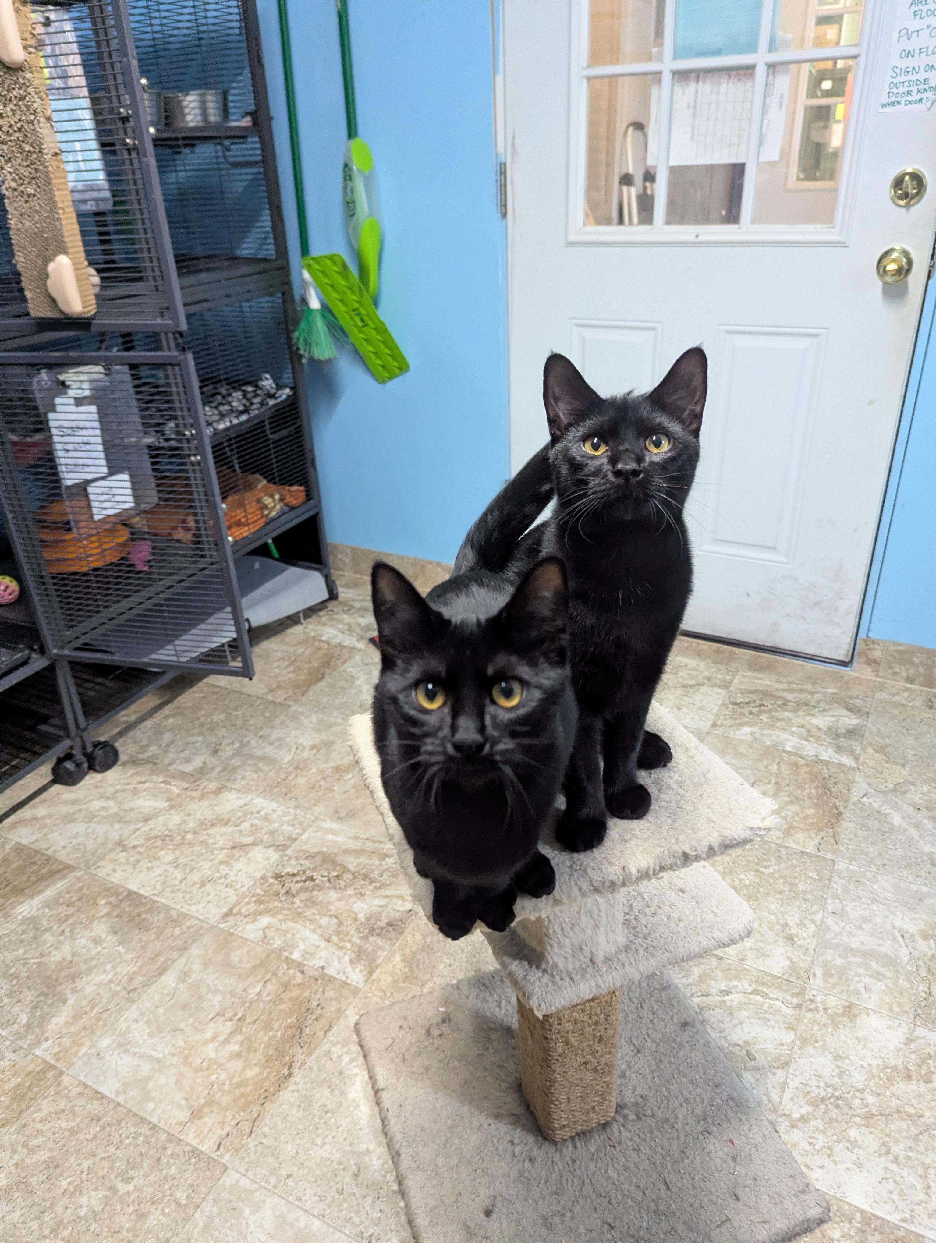 Sorrel, Sinna and Mama Stella, a Adoptable Domestic Short Hair in Shelton, WA image 3/5