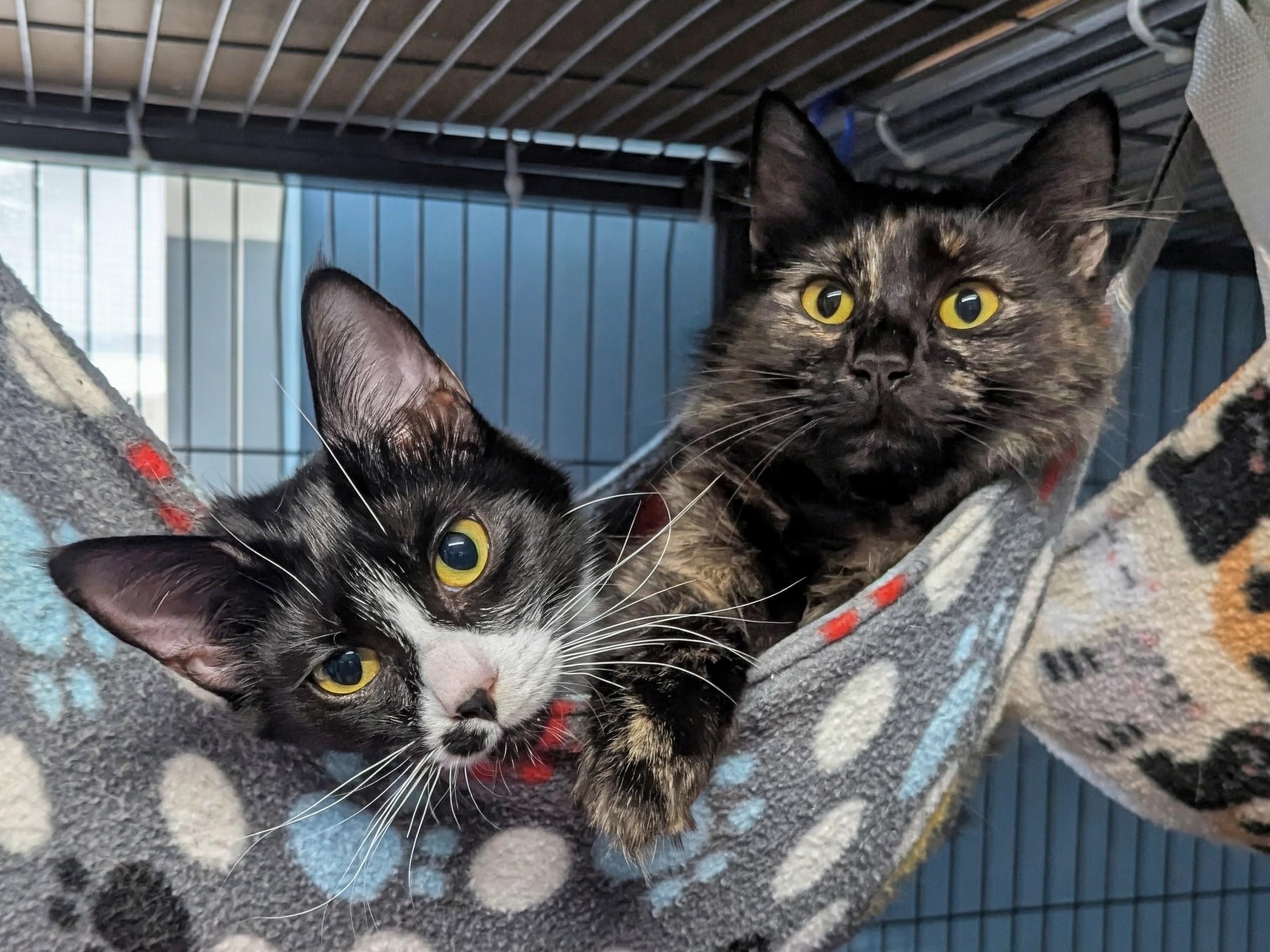 Sorrel, Sinna and Mama Stella, a Adoptable Domestic Short Hair in Shelton, WA image 1/5