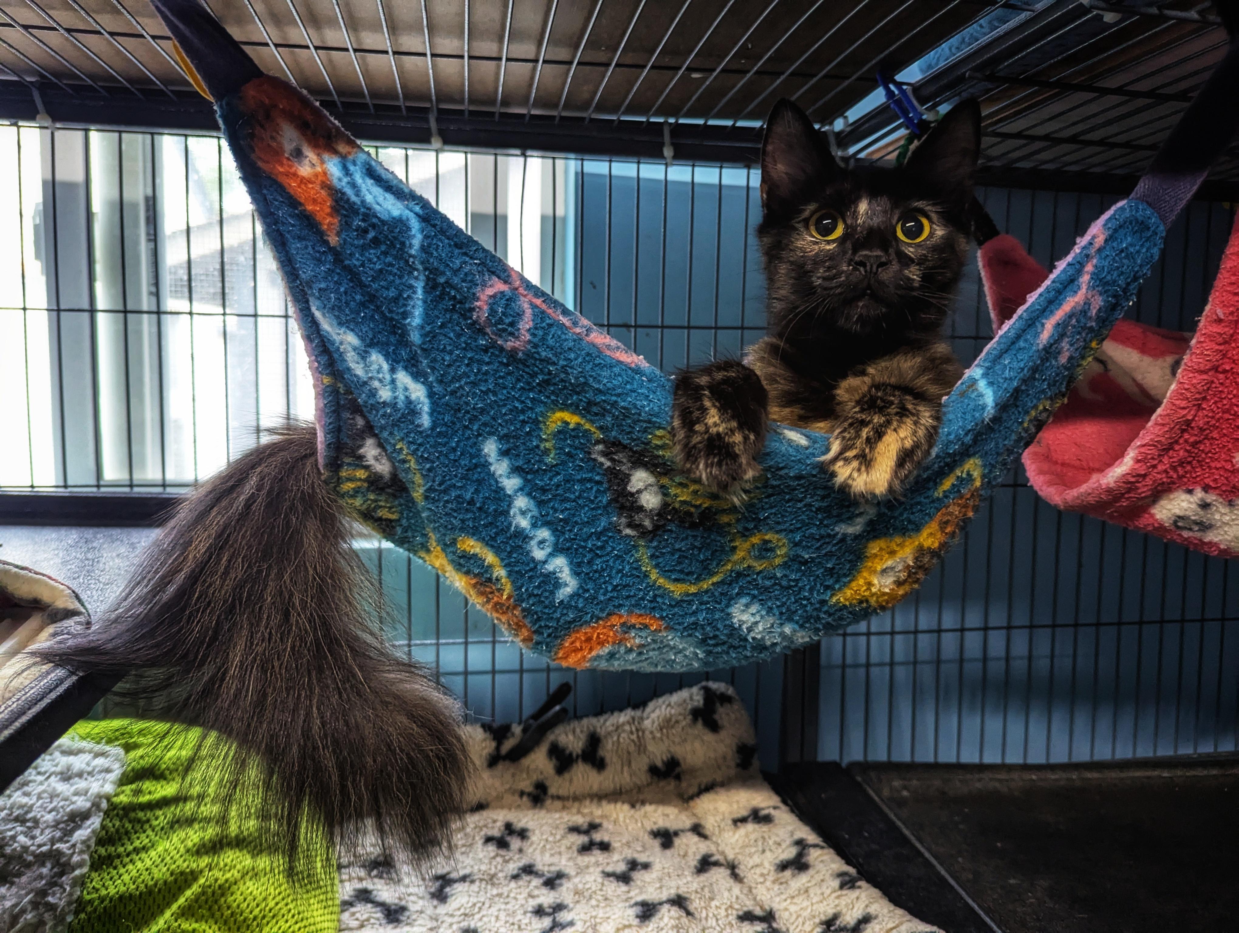 Sorrel, Sinna and Mama Stella, a Adoptable Domestic Short Hair in Shelton, WA image 2/5