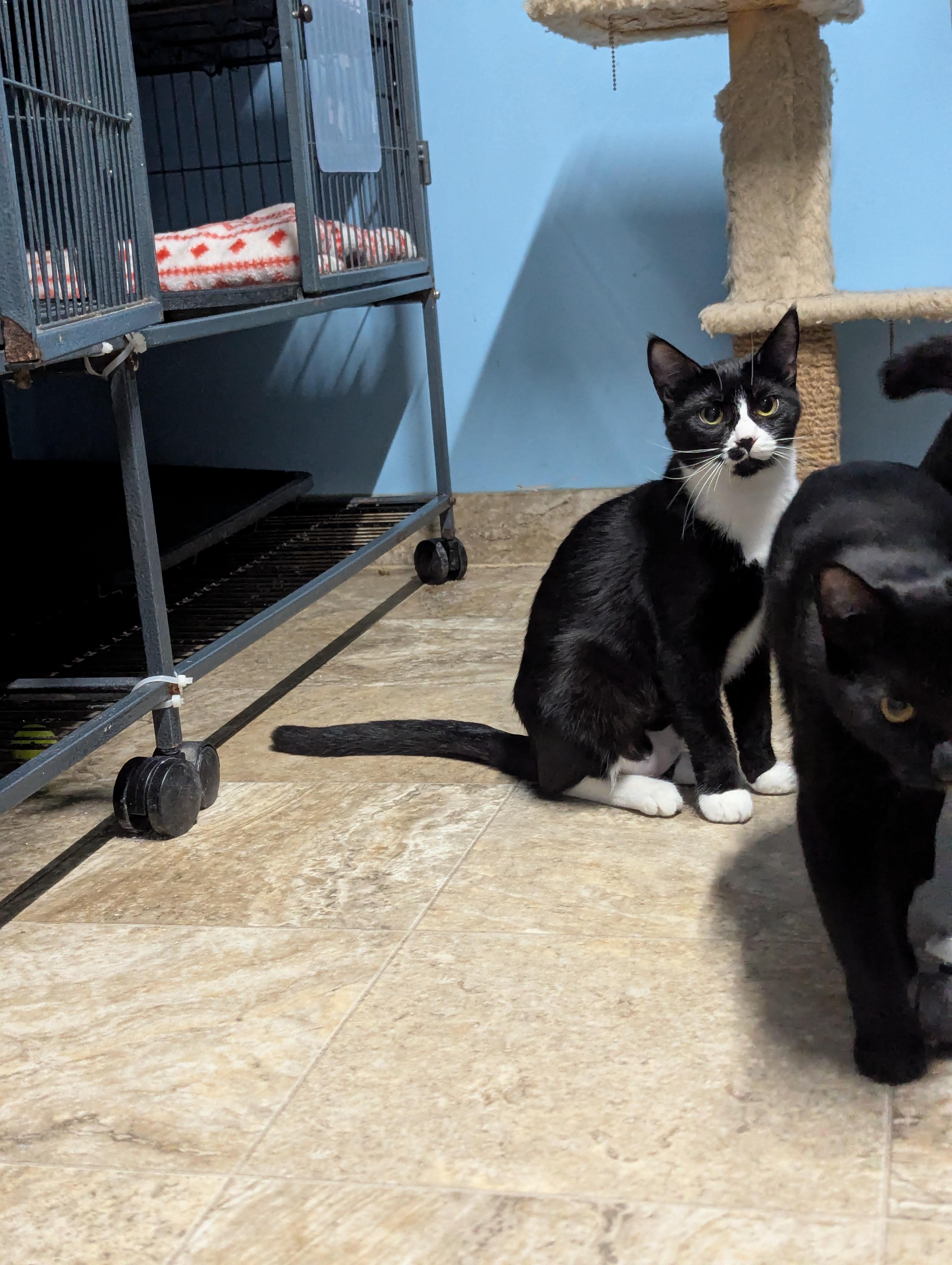 Sorrel, Sinna and Mama Stella, a Adoptable Domestic Short Hair in Shelton, WA image 5/5