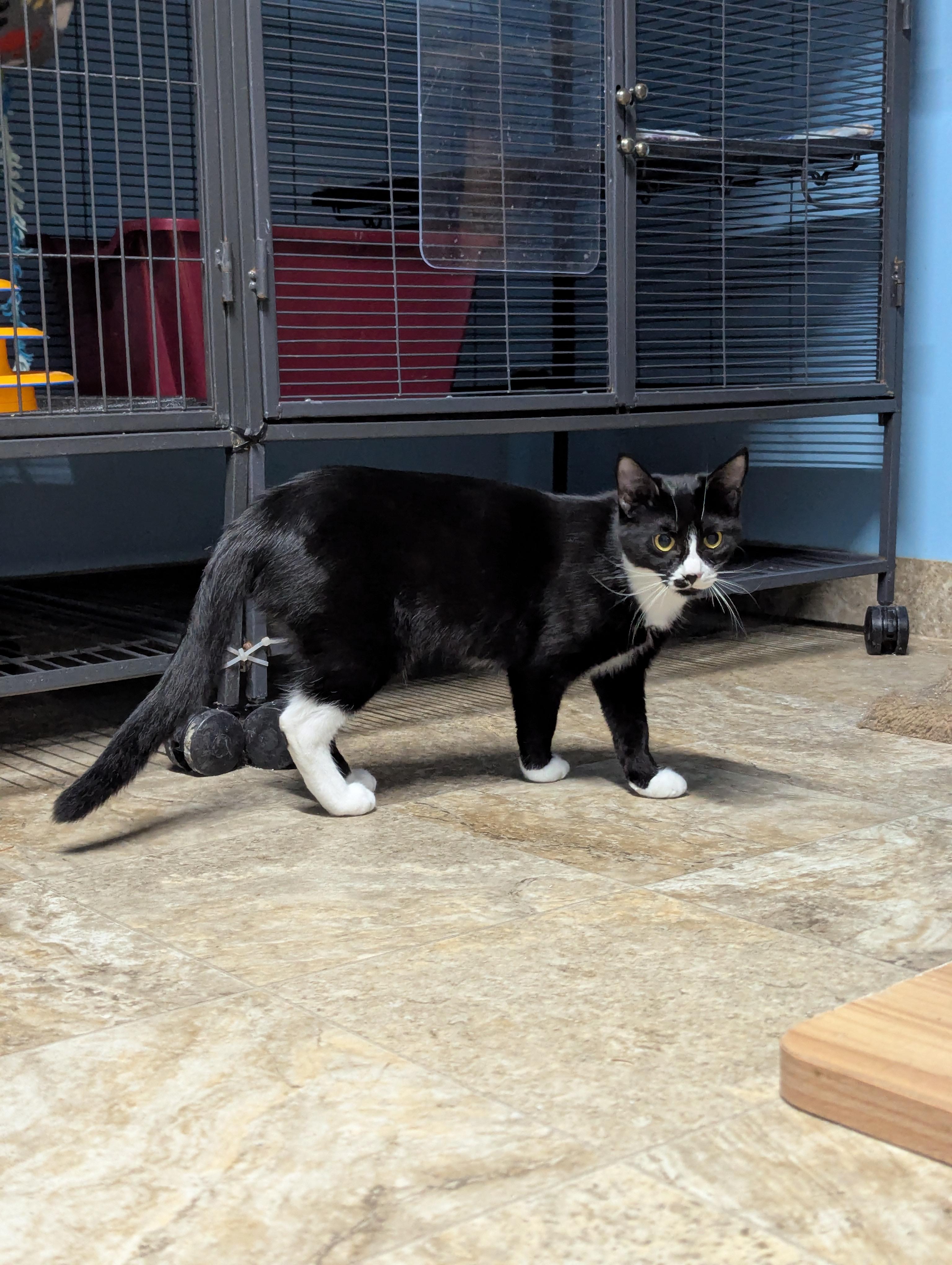 Sorrel, Sinna and Mama Stella, a Adoptable Domestic Short Hair in Shelton, WA image 4/5