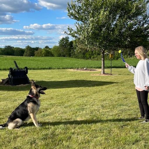 Enlarge Quigley *Courtesy Listing*, a Adoptable German Shepherd Dog in Cartersville, GA image 1/3