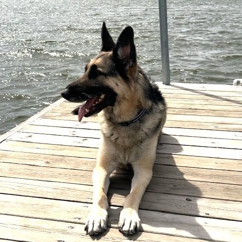 Enlarge Quigley *Courtesy Listing*, a Adoptable German Shepherd Dog in Cartersville, GA image 2/3