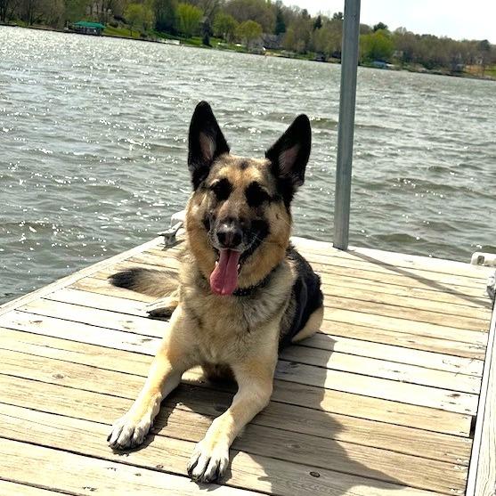 Enlarge Quigley *Courtesy Listing*, a Adoptable German Shepherd Dog in Cartersville, GA image 3/3