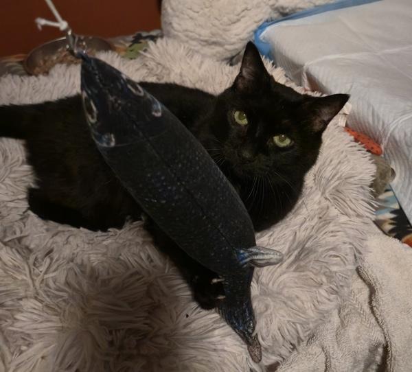 Enlarge Coraline, a Adoptable mixed breed in Silverdale, WA image 1/6