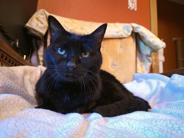 Enlarge Coraline, a Adoptable mixed breed in Silverdale, WA image 2/6