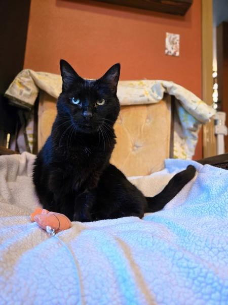 Enlarge Coraline, a Adoptable mixed breed in Silverdale, WA image 3/6