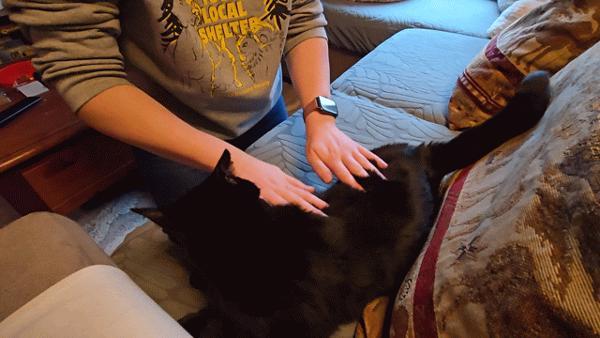 Enlarge Coraline, a Adoptable mixed breed in Silverdale, WA image 4/6