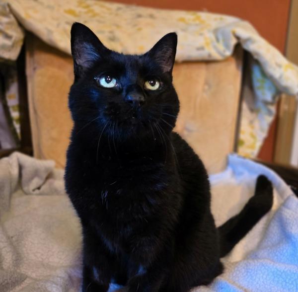 Enlarge Coraline, a Adoptable mixed breed in Silverdale, WA image 5/6