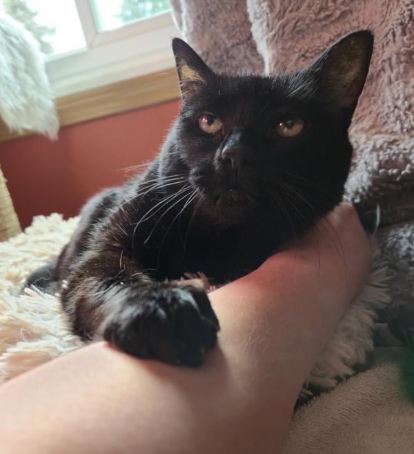 Enlarge Coraline, a Adoptable mixed breed in Silverdale, WA image 6/6