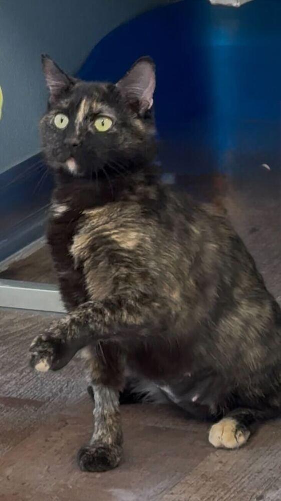 Enlarge Fizzy, a Adoptable mixed breed in Milltown, NJ image 1/4