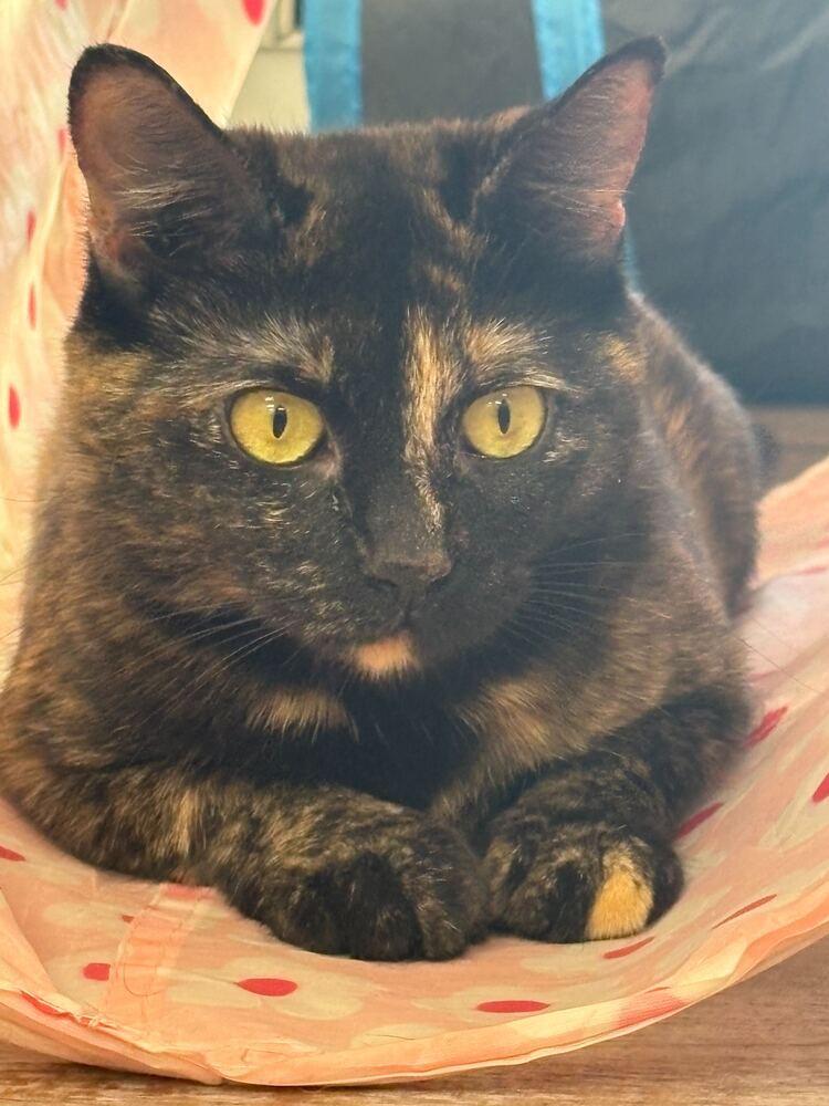 Enlarge Fizzy, a Adoptable mixed breed in Milltown, NJ image 2/4