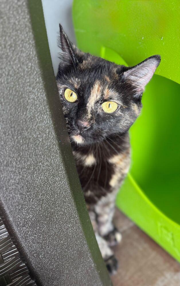 Enlarge Fizzy, a Adoptable mixed breed in Milltown, NJ image 3/4