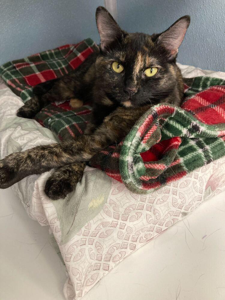 Enlarge Fizzy, a Adoptable mixed breed in Milltown, NJ image 4/4